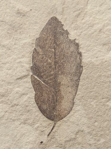 Fossil Quercus (Oak) Leaf - Green River Formation #16338